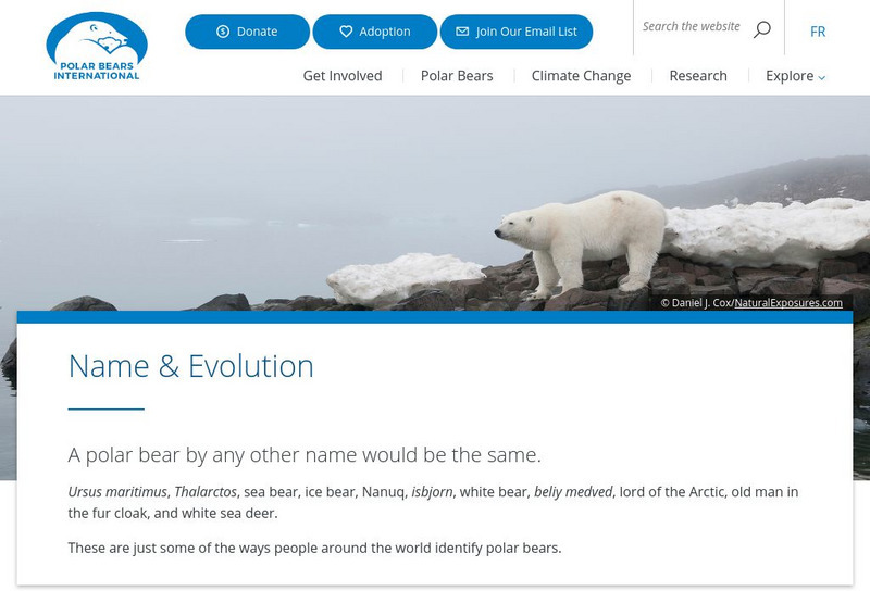 Polar Bears International: The Bear Facts Website Polar Bears International: The Bear Facts Website