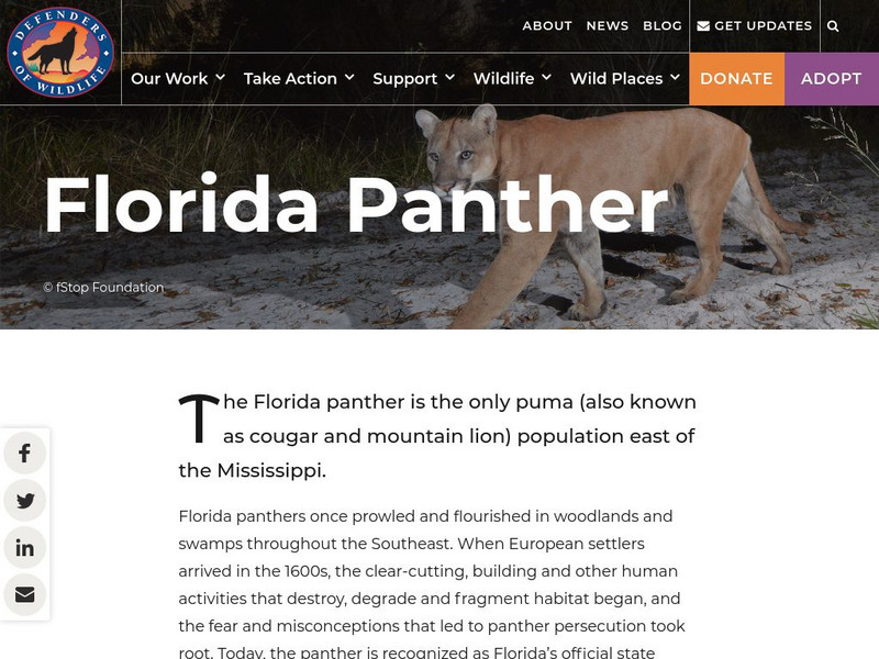 Defenders of Wildlife: Florida Panther Handout Defenders of Wildlife: Florida Panther Handout