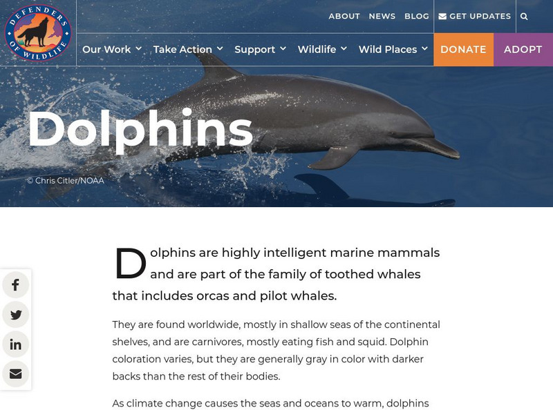 Defenders of Wildlife: Dolphin Handout Defenders of Wildlife: Dolphin Handout