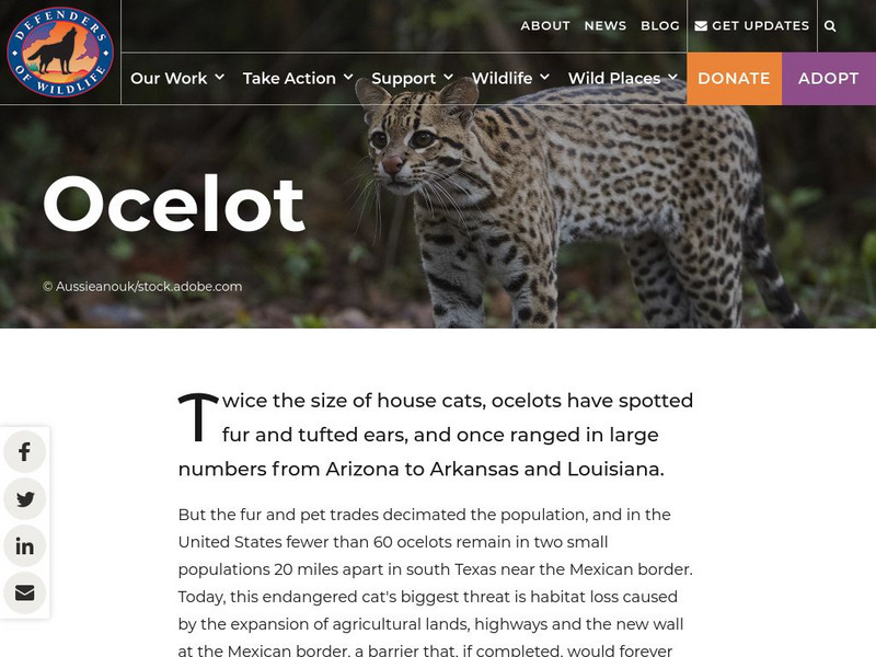 Defenders of Wildlifet: Ocelot Handout Defenders of Wildlifet: Ocelot Handout