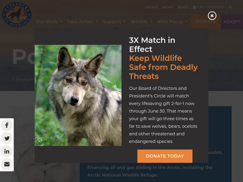 Defenders of Wildlife: Polar Bear Article Defenders of Wildlife: Polar Bear Article