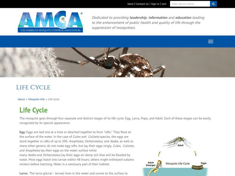 American Mosquito Control Association: Mosquito Life Cycle Handout American Mosquito Control Association: Mosquito Life Cycle Handout