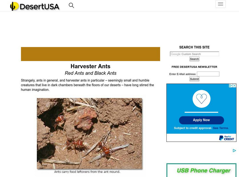 Desert Usa: Harvester Ants Article