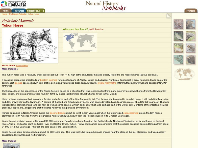 Canadian Museum of Nature: Yukon Horse Handout