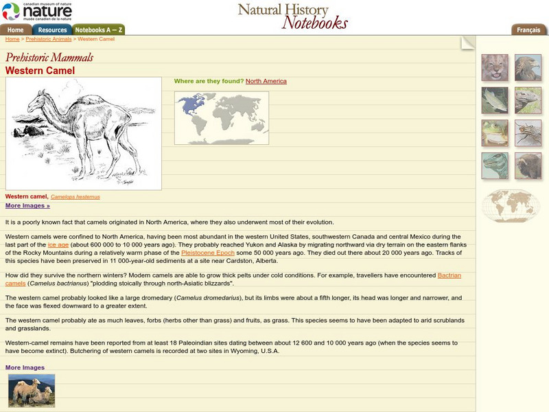 Canadian Museum of Nature: Western Camel Handout Canadian Museum of Nature: Western Camel Handout