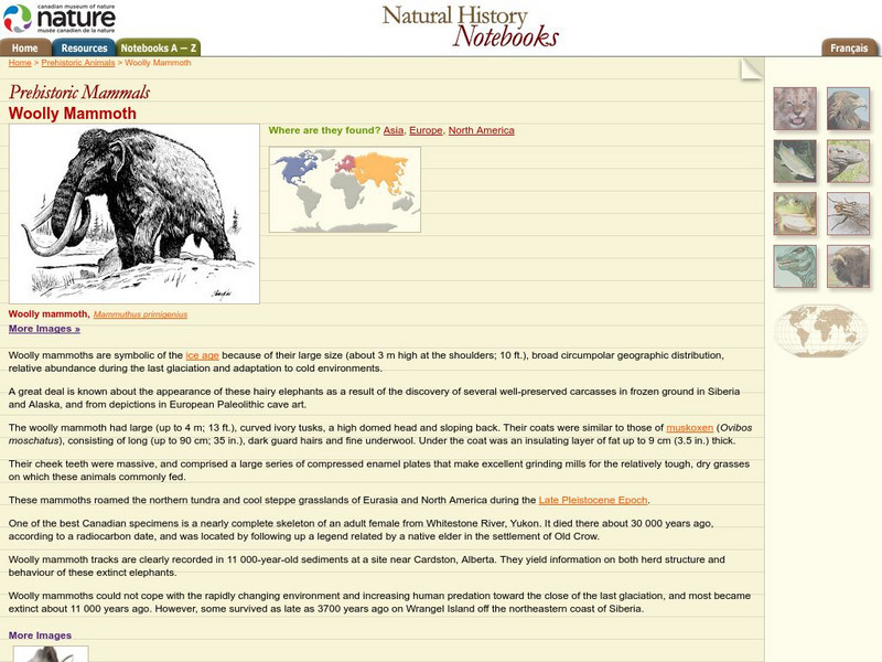Canadian Museum of Nature: Woolly Mammoth Handout