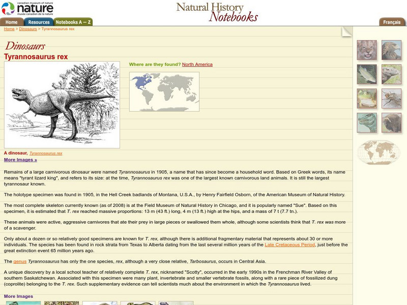 Canadian Museum of Nature: Tyrannosaurus Rex Handout Canadian Museum of Nature: Tyrannosaurus Rex Handout