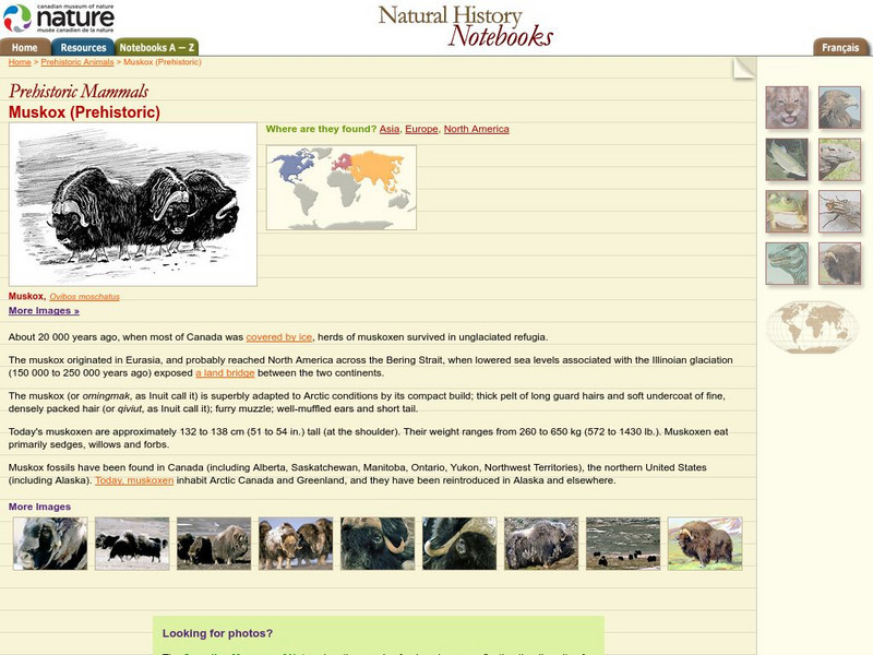 Canadian Museum of Nature: Muskox (Prehistoric) Handout Canadian Museum of Nature: Muskox (Prehistoric) Handout