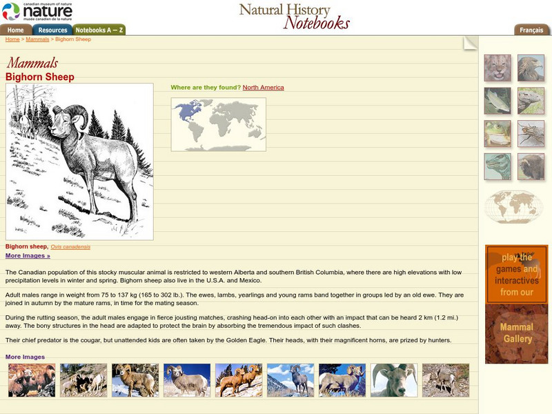 Canadian Museum of Nature: Bighorn Sheep Handout Canadian Museum of Nature: Bighorn Sheep Handout