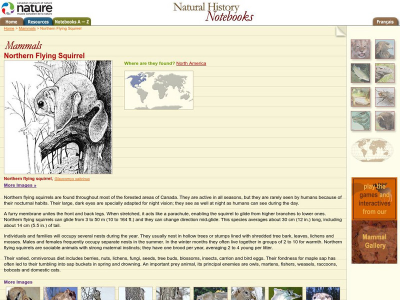 Canadian Museum of Nature: Northern Flying Squirrel Handout Canadian Museum of Nature: Northern Flying Squirrel Handout