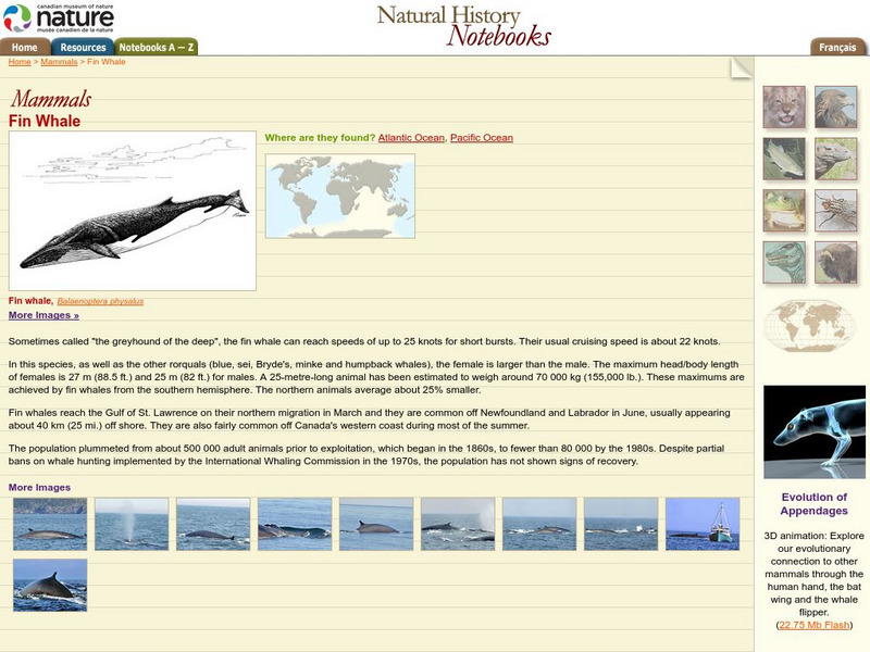 Canadian Museum of Nature: Fin Whale Handout Canadian Museum of Nature: Fin Whale Handout