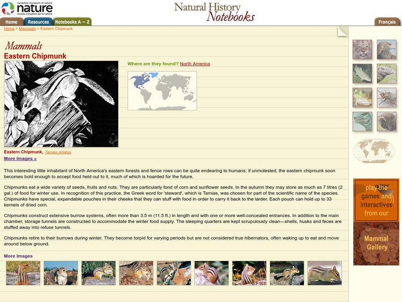 Canadian Museum of Nature: Eastern Chipmunk Handout