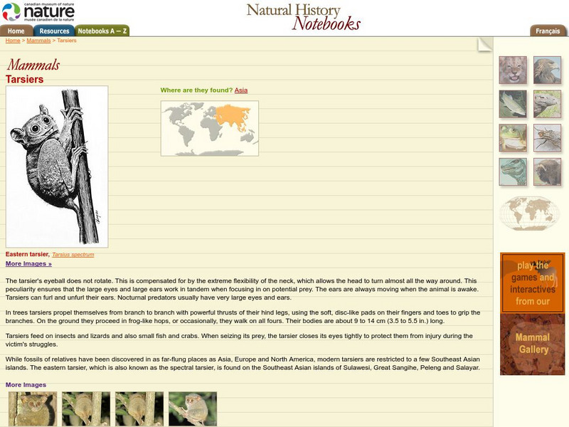 Canadian Museum of Nature: Tarsiers Handout Canadian Museum of Nature: Tarsiers Handout