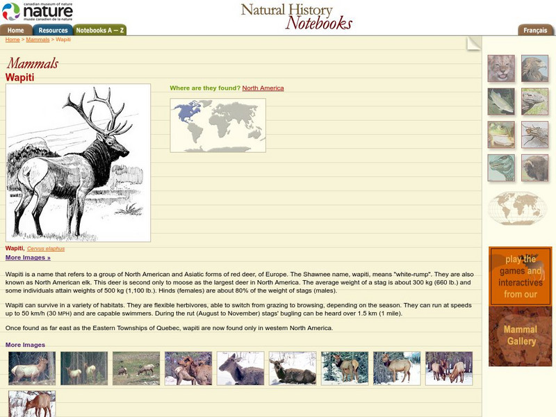 Canadian Museum of Nature: North American Elk Handout