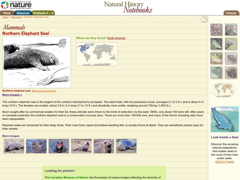 Canadian Museum of Nature: Northern Elephant Seal Handout Canadian Museum of Nature: Northern Elephant Seal Handout