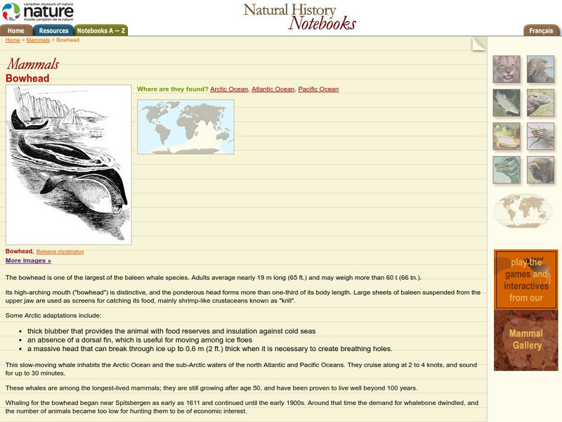 Canadian Museum of Nature: Bowhead Whale Handout Canadian Museum of Nature: Bowhead Whale Handout