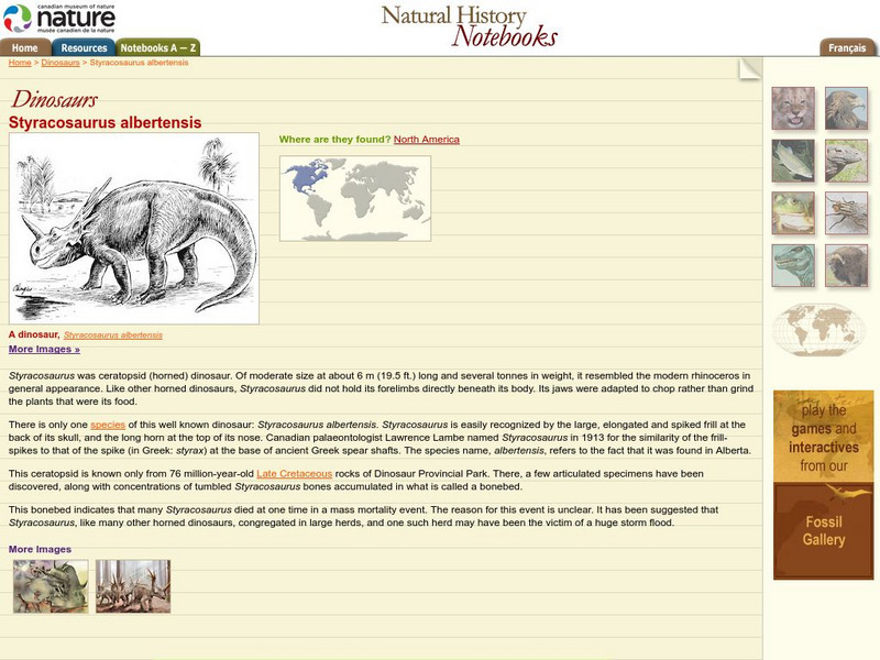 Canadian Museum of Nature: Styracosauras Albertensis Handout