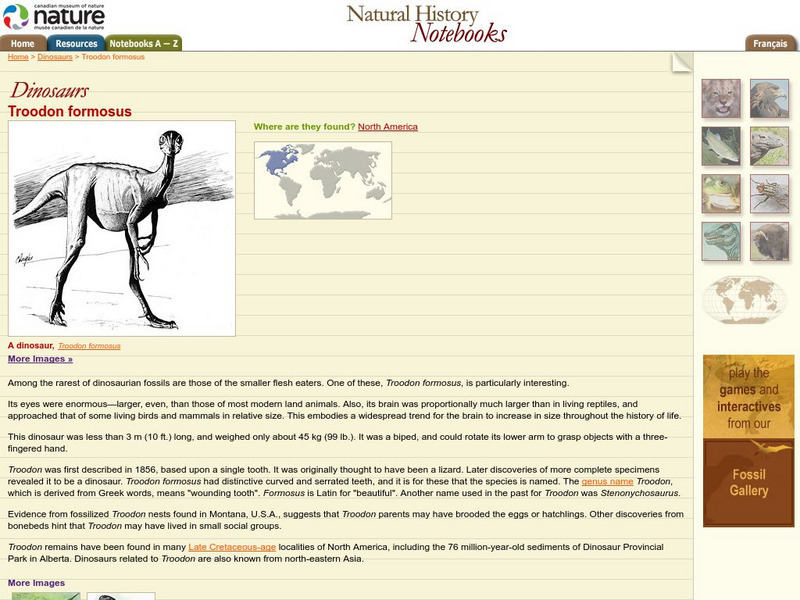 Canadian Museum of Nature: Troodon Formosus Handout Canadian Museum of Nature: Troodon Formosus Handout