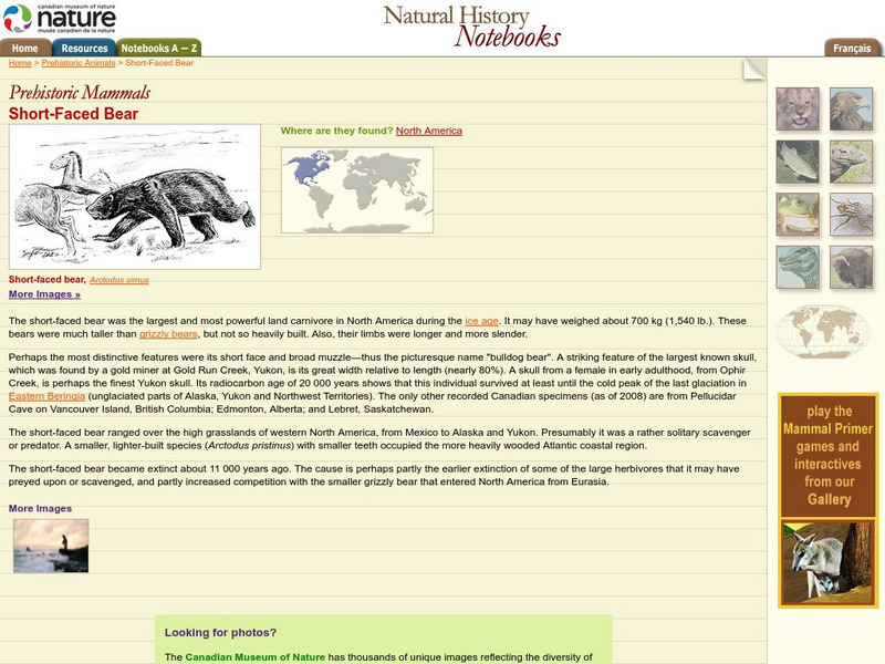 Canadian Museum of Nature: Short Faced Bear Handout