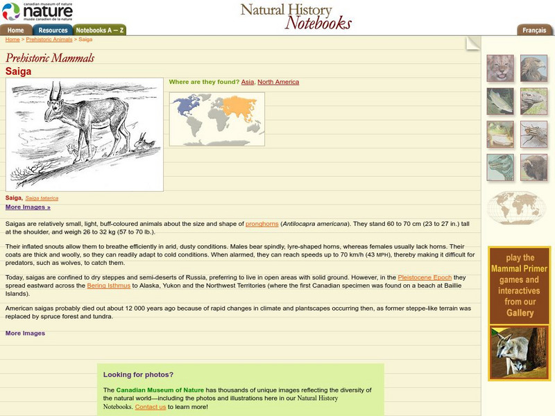 Canadian Museum of Nature: Saiga Handout