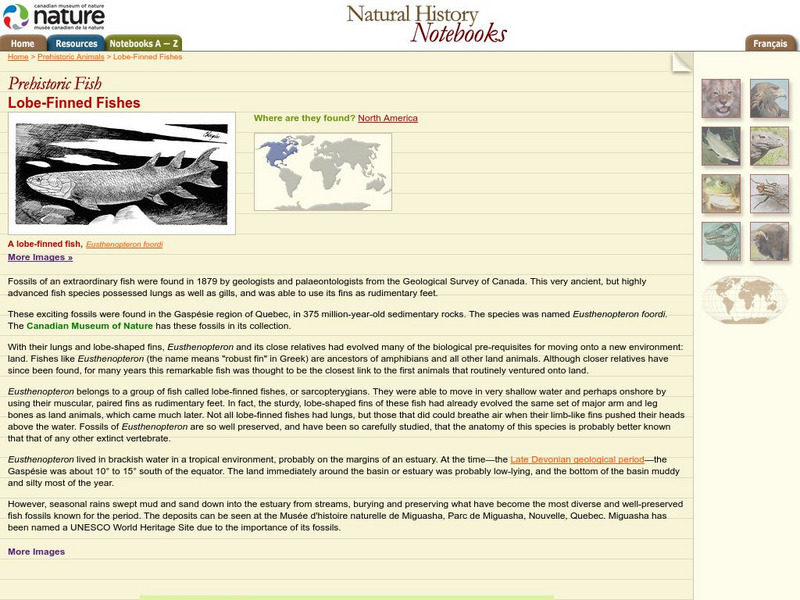 Canadian Museum of Nature: Lobe Finned Fishes Handout Canadian Museum of Nature: Lobe Finned Fishes Handout