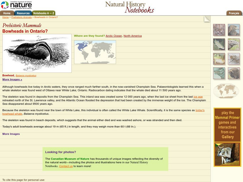 Canadian Museum of Nature: Bowheads in Ontario? Handout
