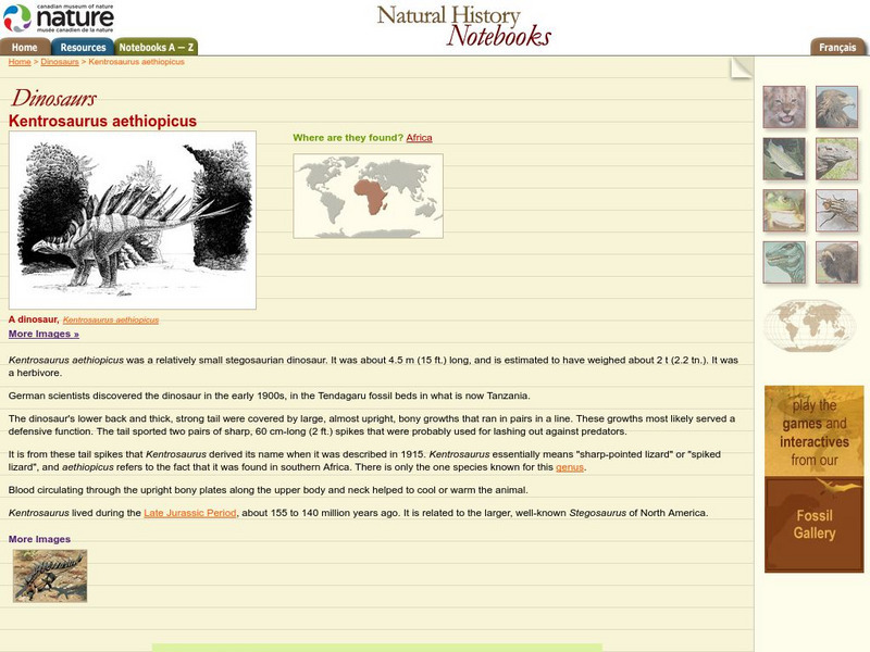 Canadian Museum of Nature: Kentrosauras Aethiopicus Handout