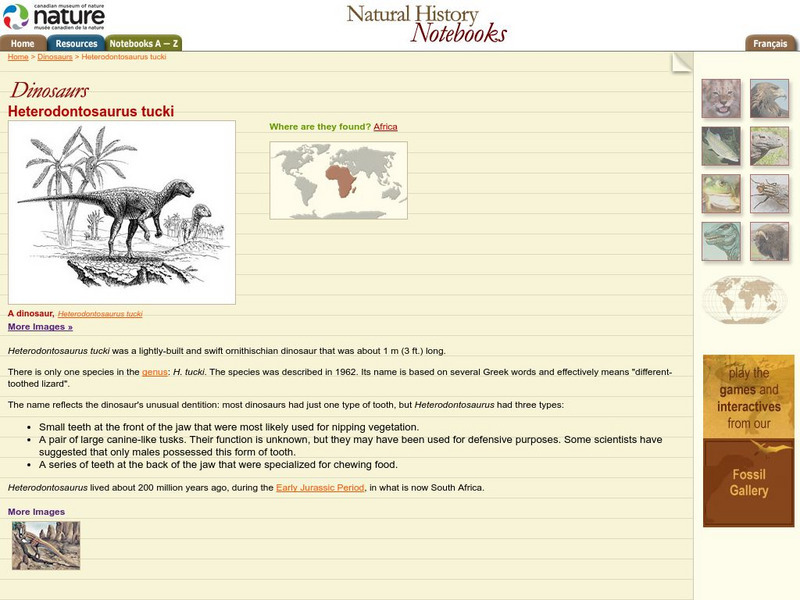 Canadian Museum of Nature: Heterodontasauras Tucki Handout Canadian Museum of Nature: Heterodontasauras Tucki Handout