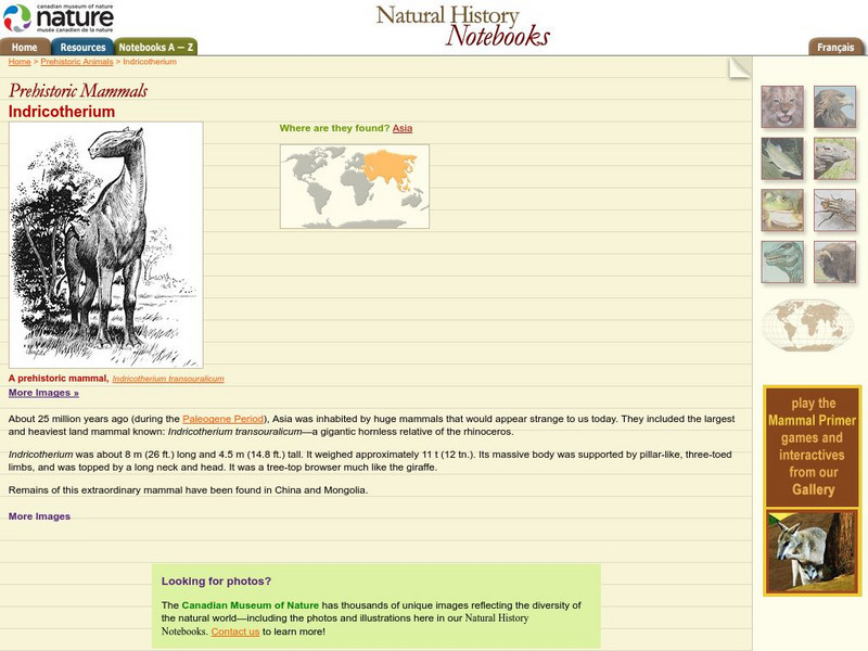 Canadian Museum of Nature: Indricotherium Handout