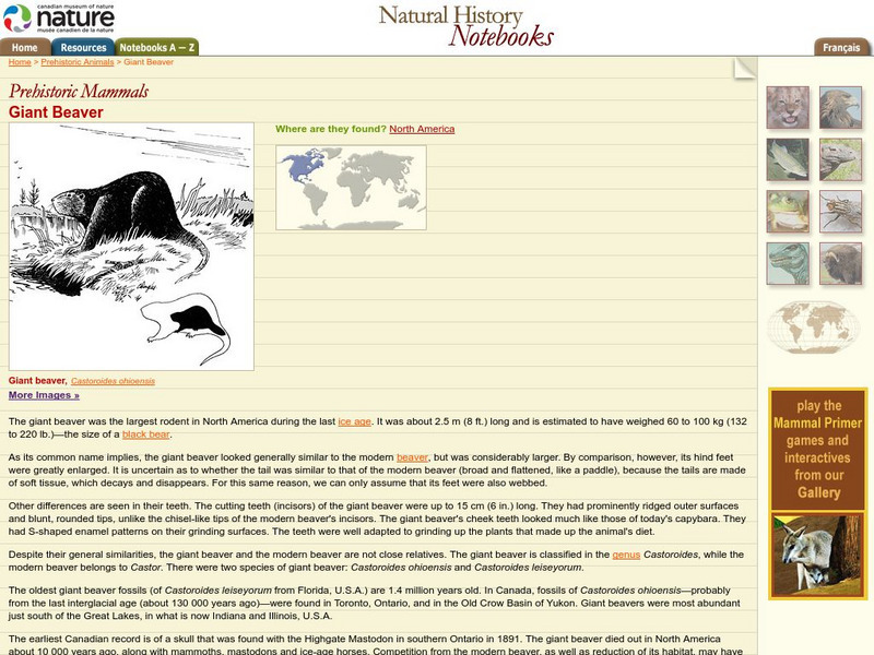 Canadian Museum of Nature: Giant Beaver Handout