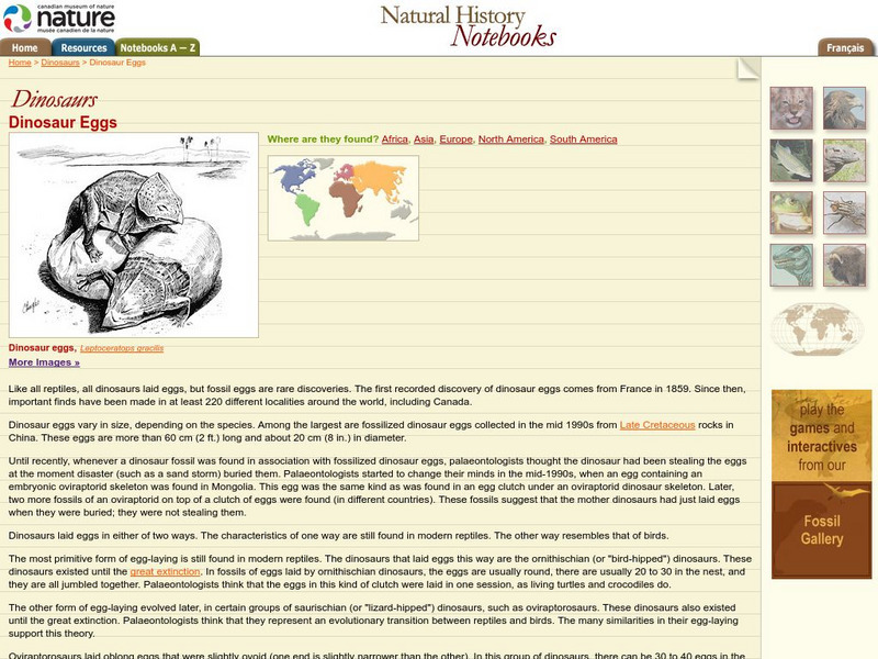 Canadian Museum of Nature: Dinosaur Eggs Website Canadian Museum of Nature: Dinosaur Eggs Website
