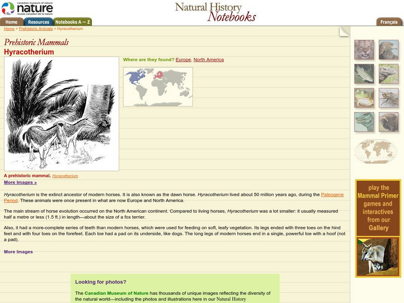 Canadian Museum of Nature: Hyracotherium Handout