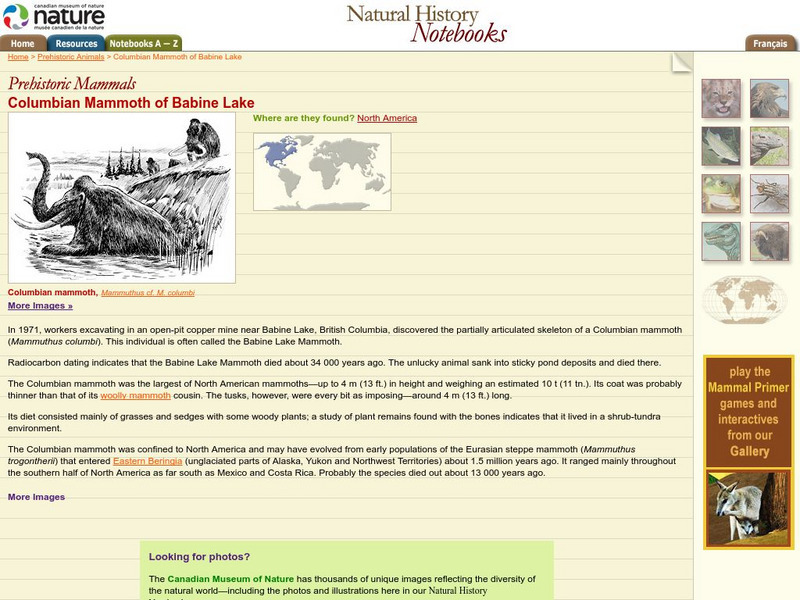 Canadian Museum of Nature: Columbian Mammoth of Babine Lake Handout Canadian Museum of Nature: Columbian Mammoth of Babine Lake Handout