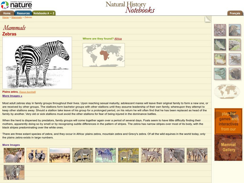 Canadian Museum of Nature: Zebras Handout