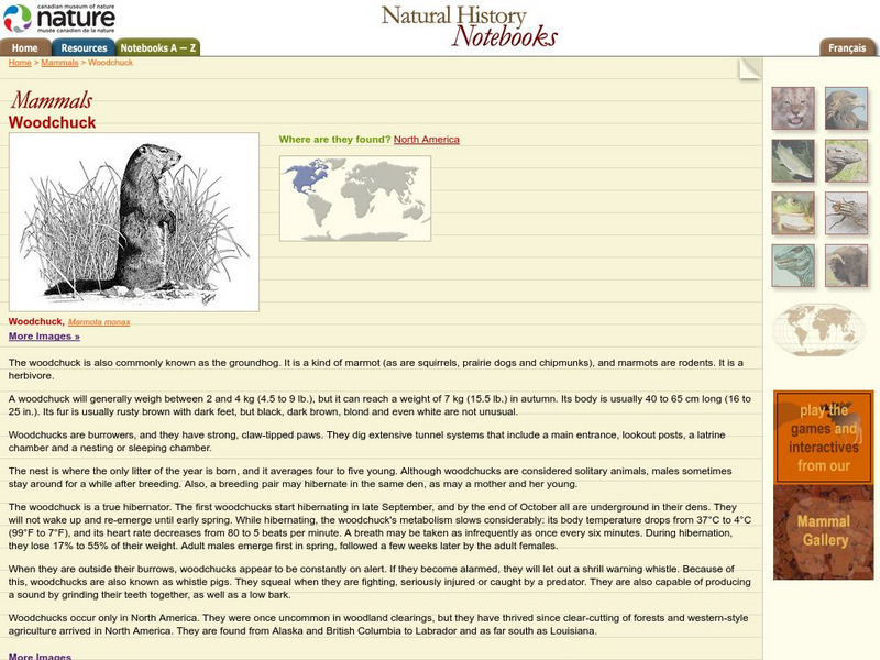 Canadian Museum of Nature: Woodchuck Handout Canadian Museum of Nature: Woodchuck Handout