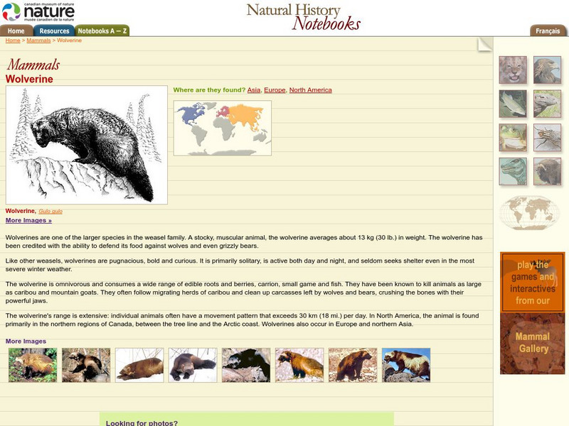 Canadian Museum of Nature: Wolverine Handout