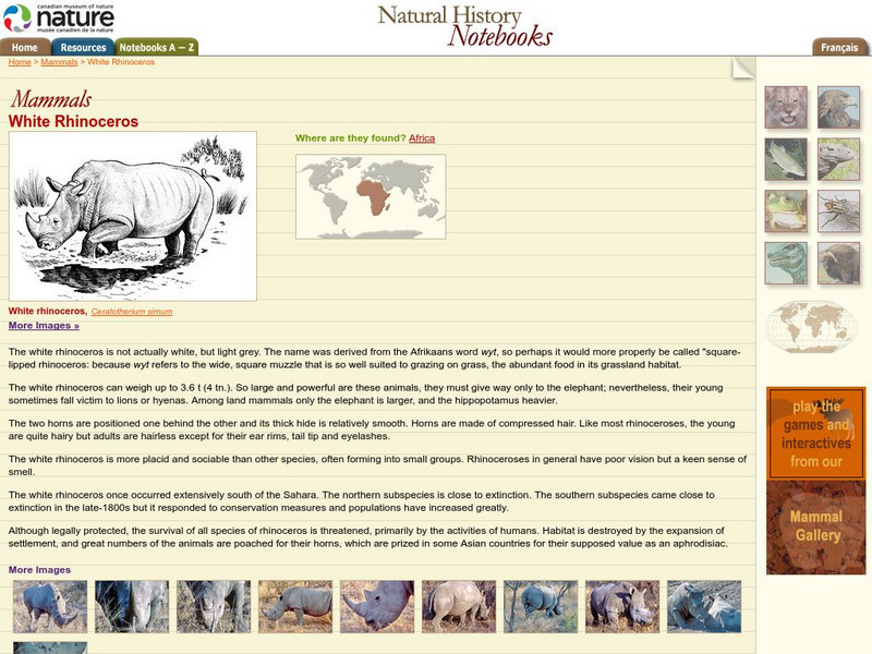 Canadian Museum of Nature: White Rhinoceros Handout
