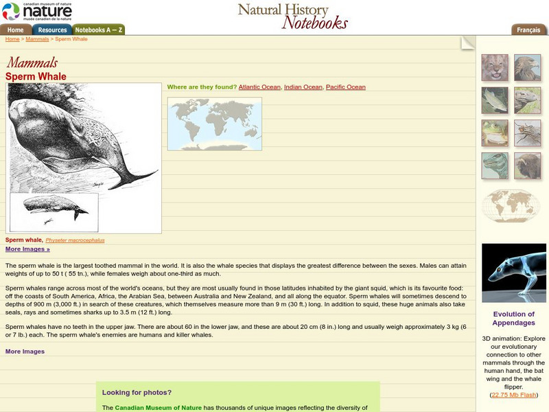 Canadian Museum of Nature: Sperm Whale Handout Canadian Museum of Nature: Sperm Whale Handout