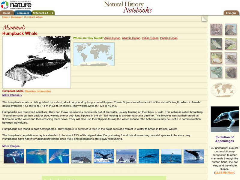 Canadian Museum of Nature: Humpback Whale Handout Canadian Museum of Nature: Humpback Whale Handout