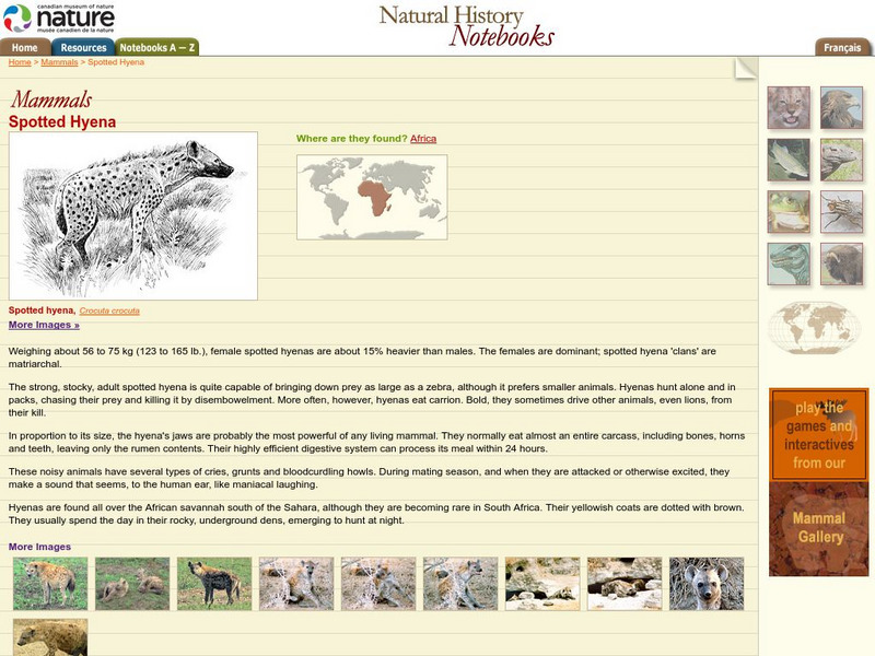 Canadian Museum of Nature: Spotted Hyena Handout