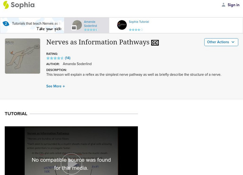 Sophia: Nerves as Information Pathways Instructional Video Sophia: Nerves as Information Pathways Instructional Video