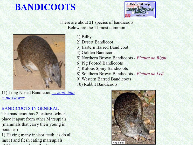 Unique Australian Animals Handout Unique Australian Animals Handout