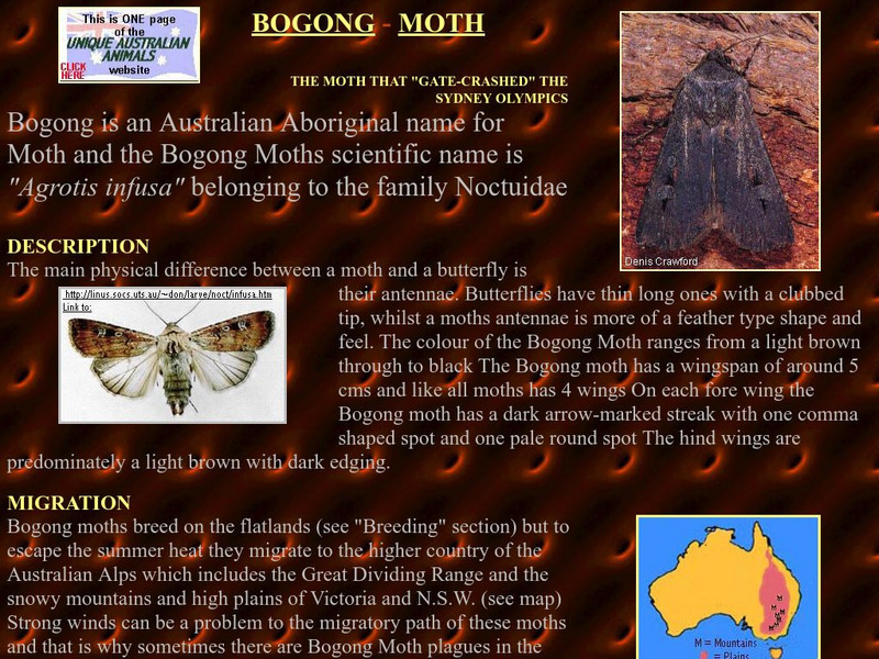 Unique Australian Animals: Bogong Moths Handout Unique Australian Animals: Bogong Moths Handout
