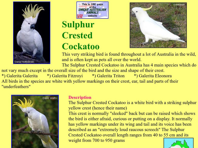 Unique Australian Animals: Sulphur Crested Cockatoo Handout