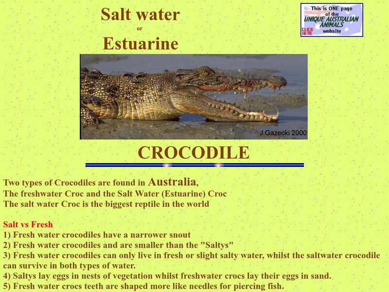 Unique Australian Animals:salt Water/estuarine Crocodile Handout Unique Australian Animals:salt Water/estuarine Crocodile Handout