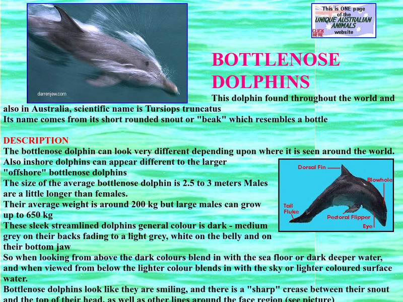 Unique Australian Animals: Bottlenosed Dolphin Handout Unique Australian Animals: Bottlenosed Dolphin Handout