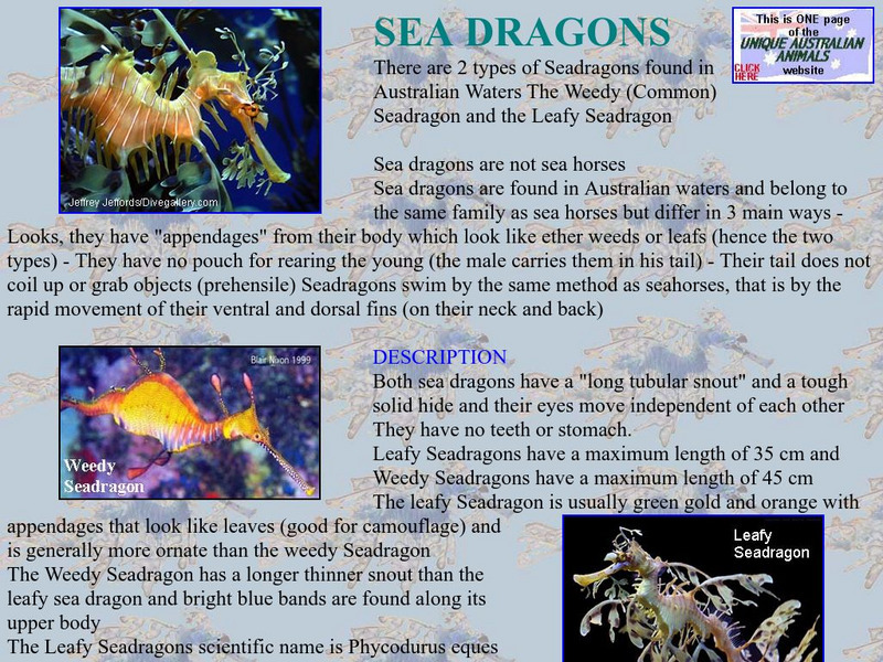 Unique Australian Animals: Sea Dragons Handout