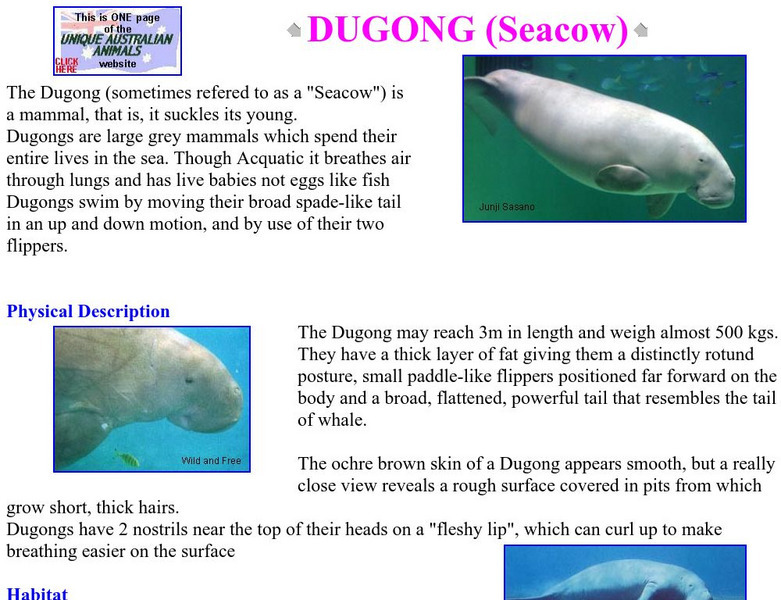Unique Australian Animals: Dugong Handout Unique Australian Animals: Dugong Handout