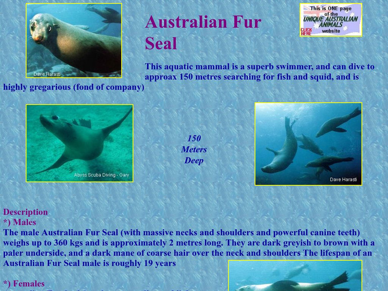 Unique Australian Animals: Australian Fur Seal Handout Unique Australian Animals: Australian Fur Seal Handout