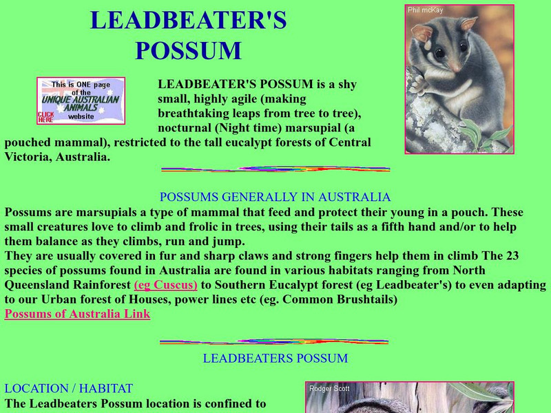 Unique Australian Animals: Leadbeater's Possum Handout Unique Australian Animals: Leadbeater's Possum Handout